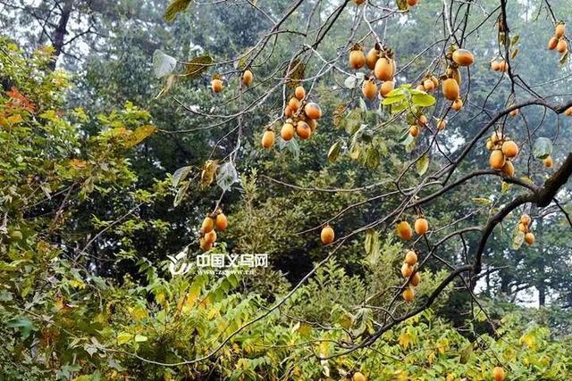 柿子挂满枝头！浙江古村的秋日盛宴，看完就想出发