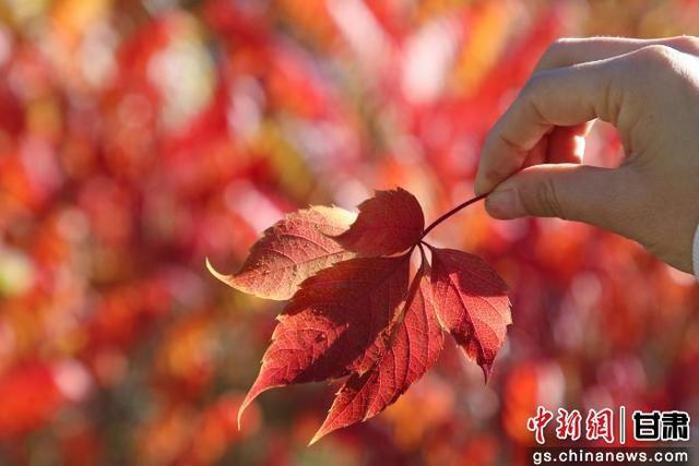 武威有意思 | 凉州天马湖畔 赏一季鎏金 品岁月安然