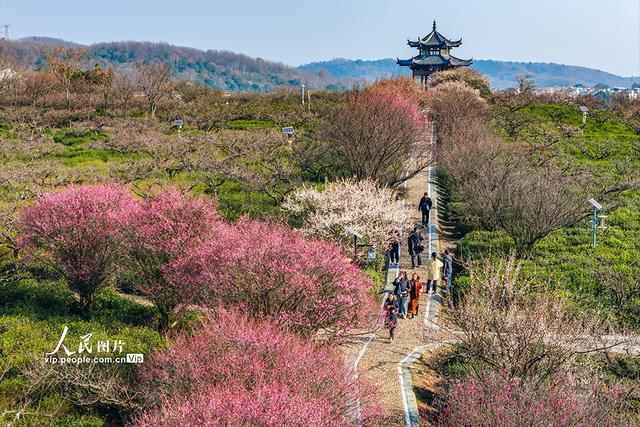 江苏南京：梅花绽放迎客来