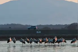 上百只东方白鹳现身吉林珲春敬信湿地图片