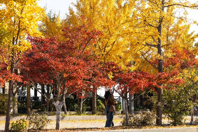 随手拍都是“壁纸”风光！武汉黄陂清凉寨银杏已黄、红叶已红，进入最佳赏秋期