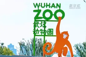 大熊猫“武林”“盟盟”即将与武汉游客见面图片