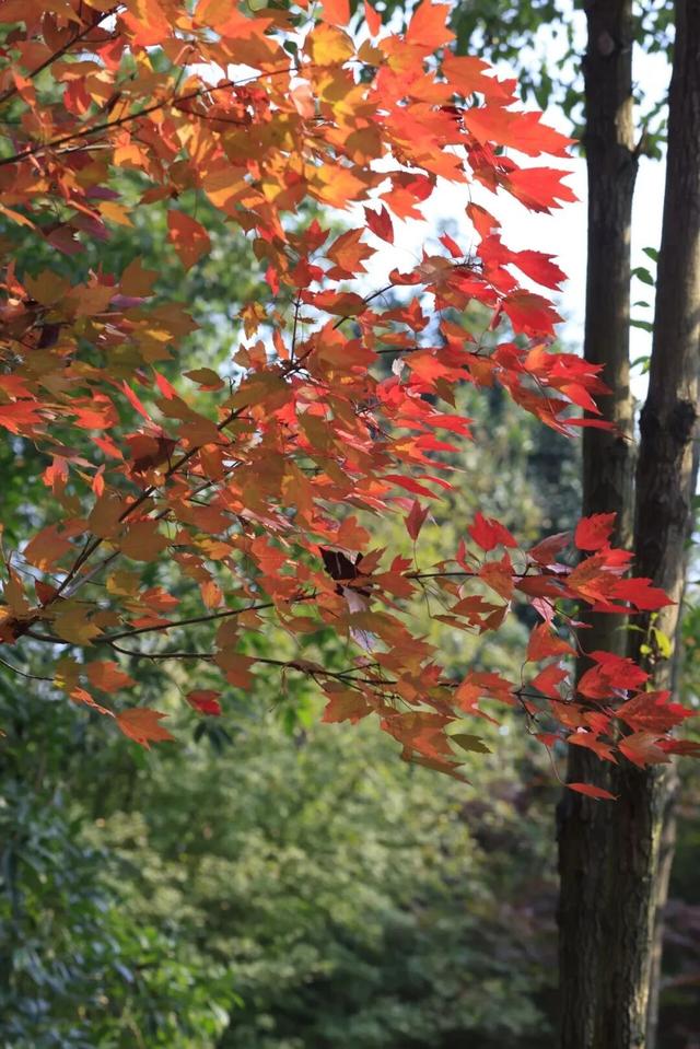 荆州的秋，才是隐藏BOSS！🥰🥰🥰