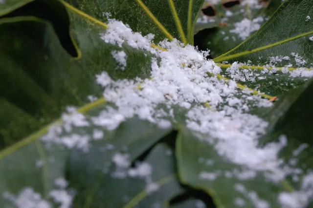 威海的冬日浪漫，从第一场雪开始