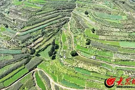 山东枣庄：山乡梯田层层叠叠 绿意盎然图片
