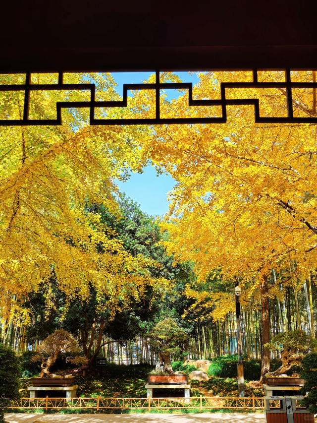 小众免费！上海这个百年古典园林藏着绝美秋色→