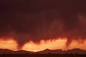 藏羚羊产仔季大幕开启图片