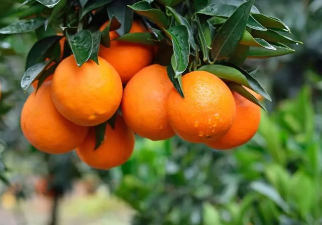 【冬季暖阳 凉山不凉】这份凉山2026跨年清单请收好→