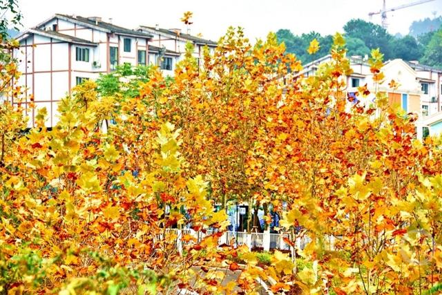 初冬景色 斑斓如画