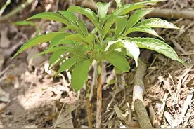 听着吓人 看着挺美 深圳那些以“蛇”命名的植物图片