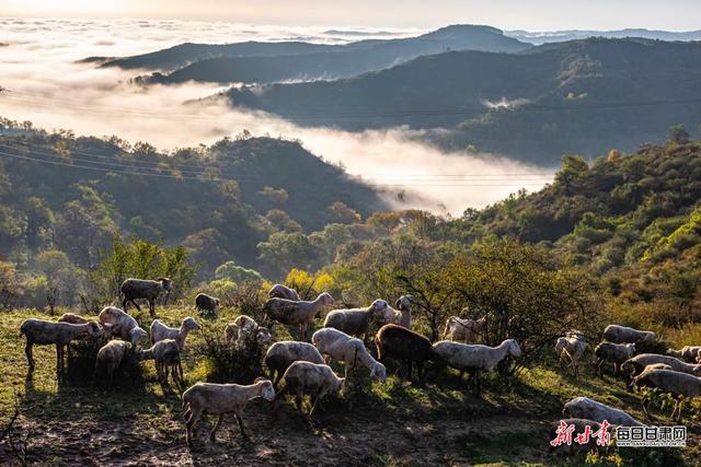 华亭关山多彩林海 解锁陇东最浓秋意