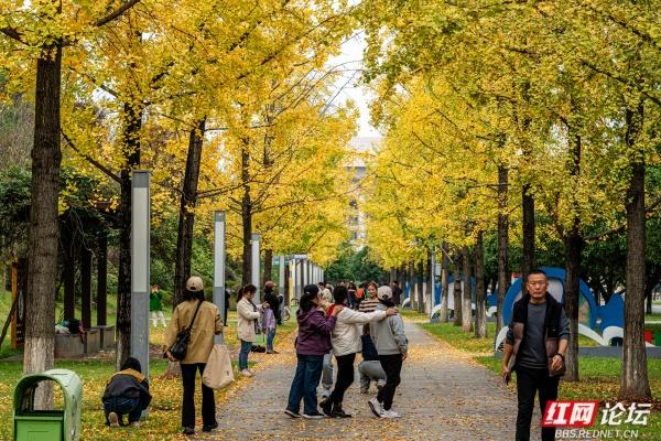 岁暖时刻丨湘府公园银杏季：看叶、玩耍、晒太阳，长沙人的欢乐场