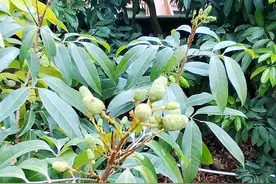 暴雨频繁，东莞荔枝坐果良好，预计总产量达2.4万-3万吨图片