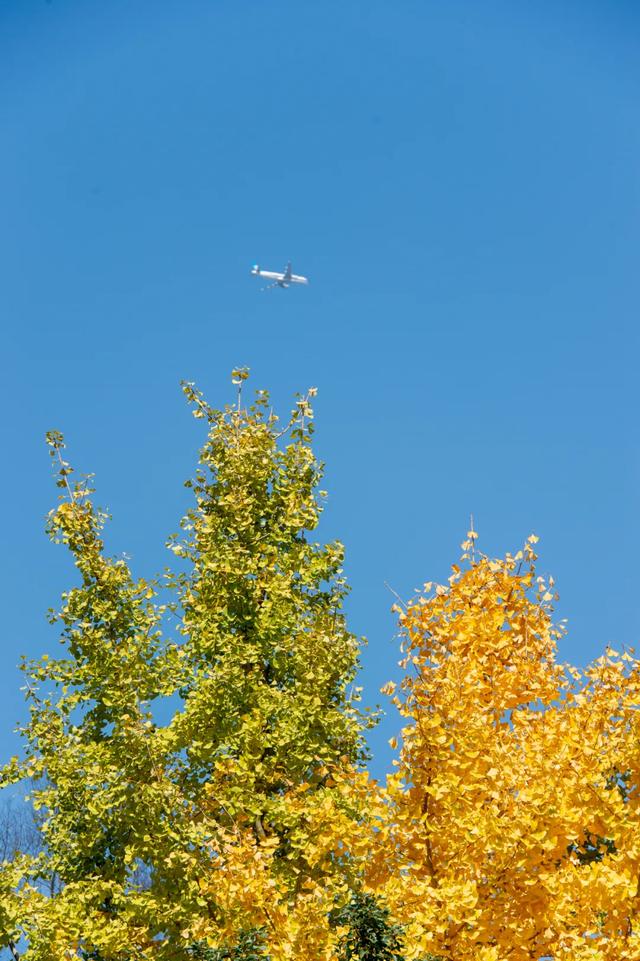 @0731，一组绿心秋色卡，请查收！