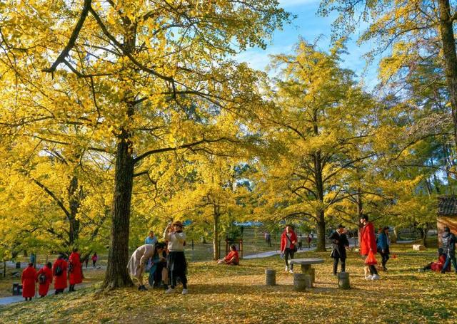 千年银杏韵，金黄满地诗，金色海洋游玩攻略来了！