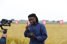 海外大V惊叹中国米价，五常大米核心区头部电商发起供给侧新战役图片