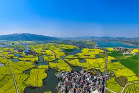 安徽芜湖：满目金黄春意浓图片