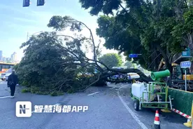 福州市区一榕树突然倒下，所幸无人受伤图片