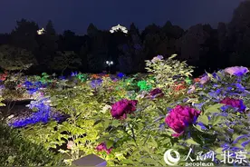 景山公园“夜赏牡丹”活动明日开启 寿皇殿院落和山体五亭将被点亮图片