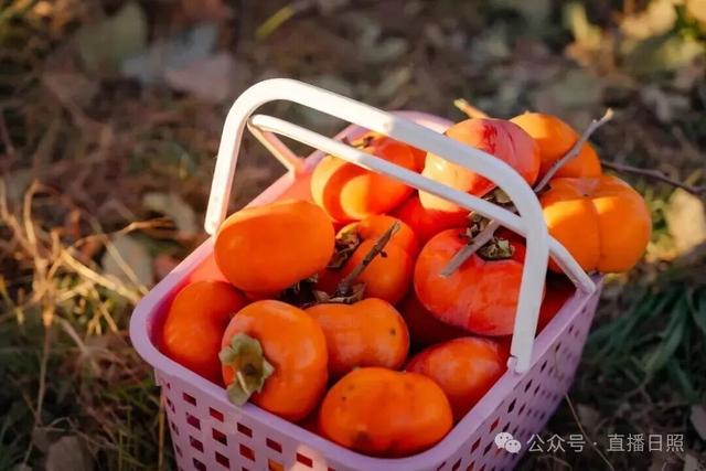 打工暂停！来日照这里，做一回「显眼包」！