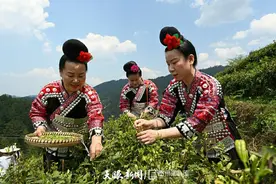 台江：春茶吐新绿 茶农采撷忙图片