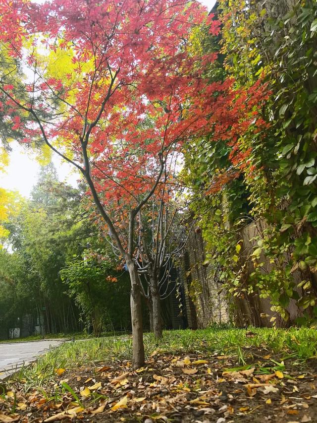 不必扎堆地坛公园！东城区赏秋攻略，一图收藏