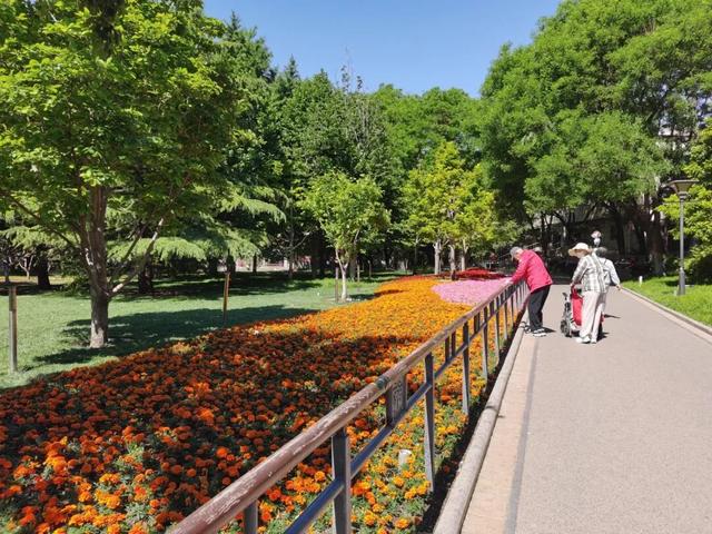 五月限定！西城花事正盛，赴一场初夏浪漫之约