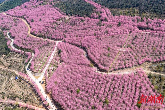 樱花烂漫游客醉