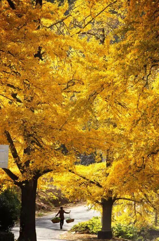 出片率100%！湖北的秋天太卷了