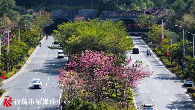 秋日限定！福州这条“粉色大道”，超美！