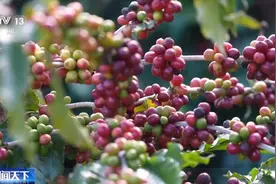 云南咖啡丰收正当时！看精品咖啡如何生产出来→图片