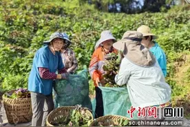 珙县：紫苏飘香采收忙图片