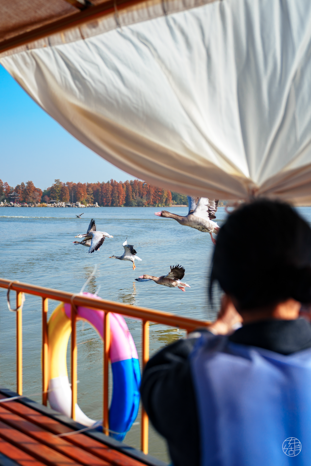 大雁伴飞、鱼鹰伴游，东湖生境雁岛全攻略来了！