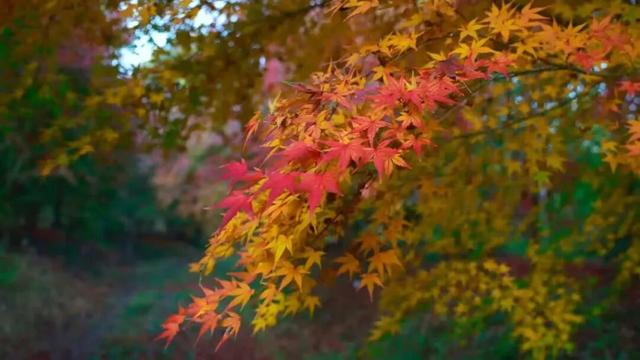 荆州的秋，才是隐藏BOSS！🥰🥰🥰