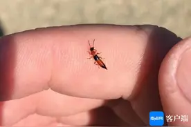 这种虫在海南出没，遇上千万别拍打图片