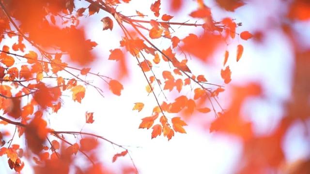 初冬限定！乐山这座公园里藏着一抹 “心动红”，拍照超出片！