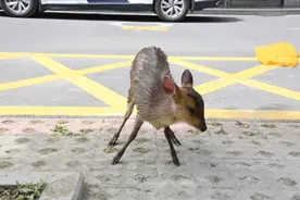 热心群众排水沟看到”梅花鹿“？民警：“三有”小麂现身居民区，确认全身无外伤图片