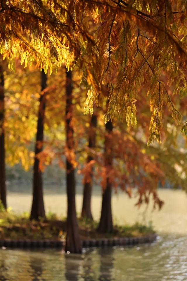 红的黄的绿的！天气这么好，来这些地方看看闵行的秋天吧~