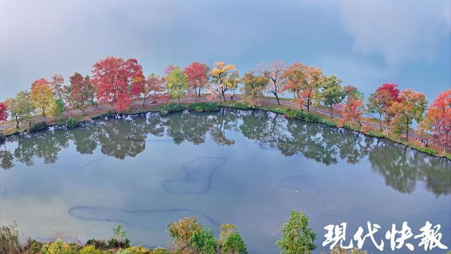 陆游笔下的乌桕红，在南京月牙堤美成了诗