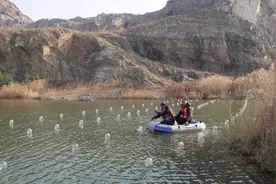 开蚌！连云港的珍珠要来了！图片
