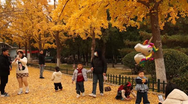 别错过！济南公园景区最美落叶景观仍“在线”