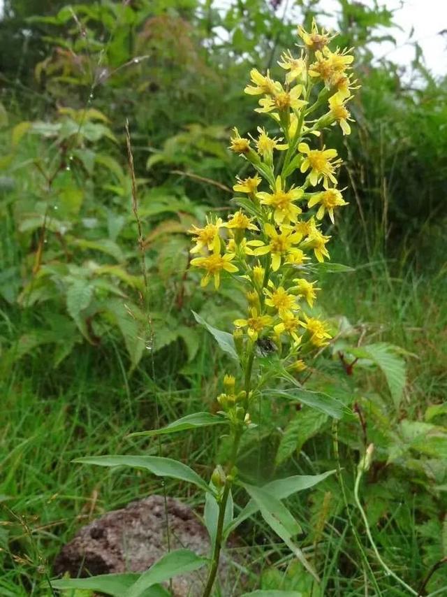 这个原产美国的物种，正疯狂侵占中国的农田、大规模屠杀动植物