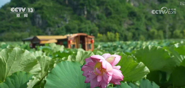 “凉爽+产业”拉动消费“花”样翻新，“荷”你相遇让老产业焕发新活力