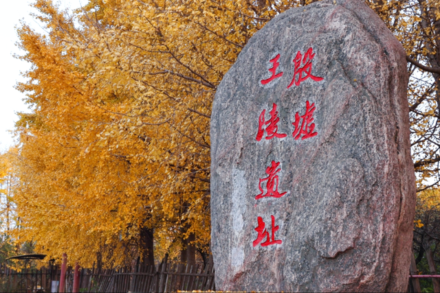 河南银杏进入“颜值巅峰”！这份捡秋攻略赶紧码住！