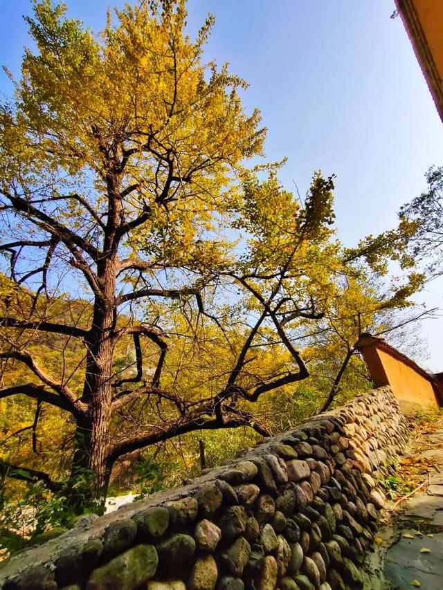 “刷爆”洛阳人朋友圈的金色，谁看谁心动～