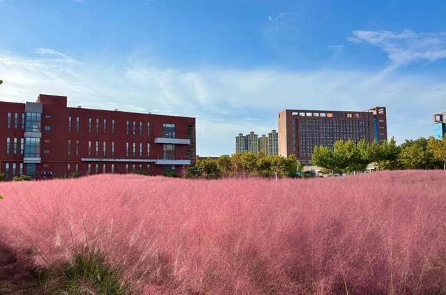 南海新区：粉色花海编织限定浪漫