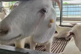 生态增绿 产业添金 崇明打造“长三角农业硅谷”图片