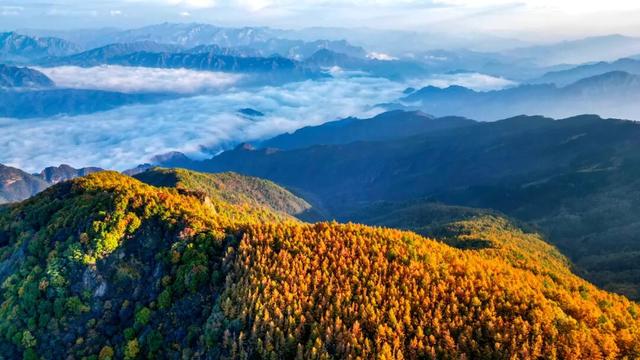 278万亩彩叶树绘就北京最美金秋画卷