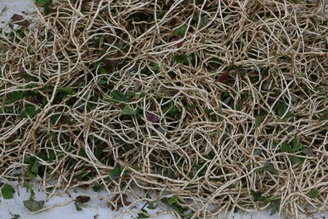 龙泉的早高峰在西河综合市场