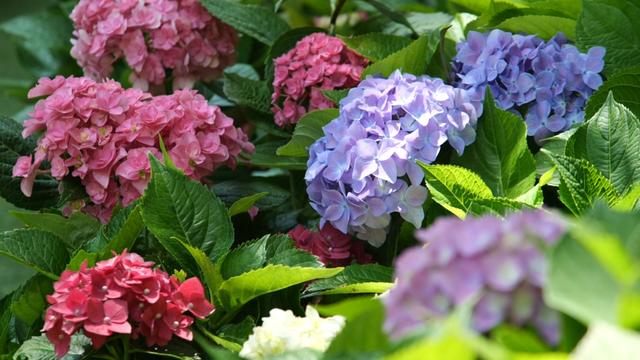 楚雄版“莫奈花园”藏不住啦！让你“五一”假期一次看过瘾